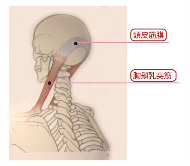 図４：頭皮筋膜への筋連結