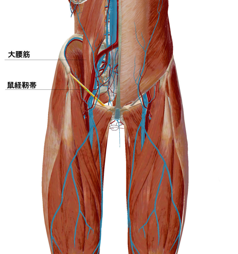 図５：鼠径部の血管